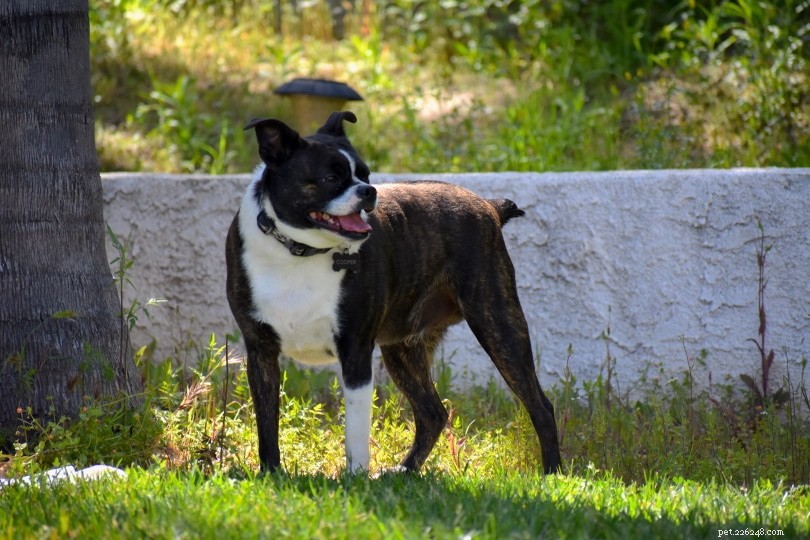Discover 100+ Amazing Hybrid Dog Breeds – Perfect for Every Home (Illustrated)