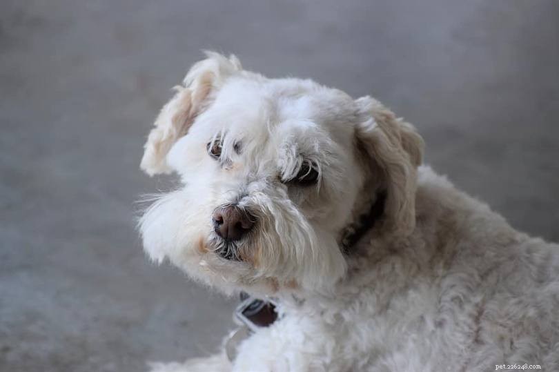 Discover 100+ Amazing Hybrid Dog Breeds – Perfect for Every Home (Illustrated)