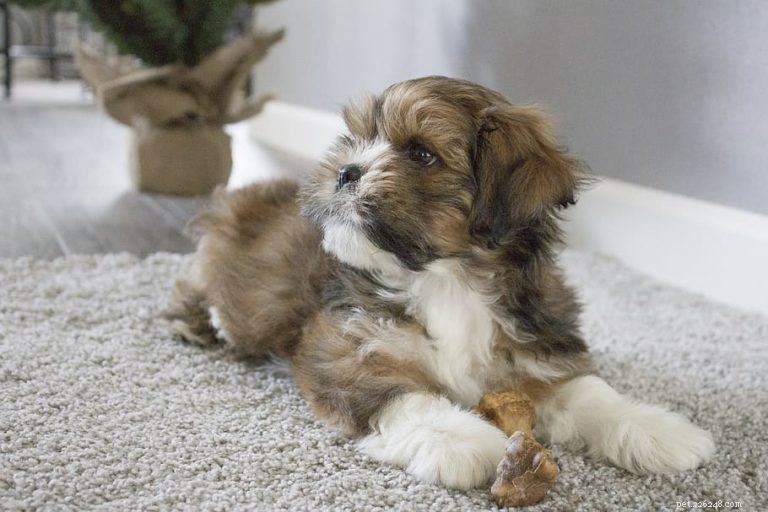 Discover 100+ Amazing Hybrid Dog Breeds – Perfect for Every Home (Illustrated)