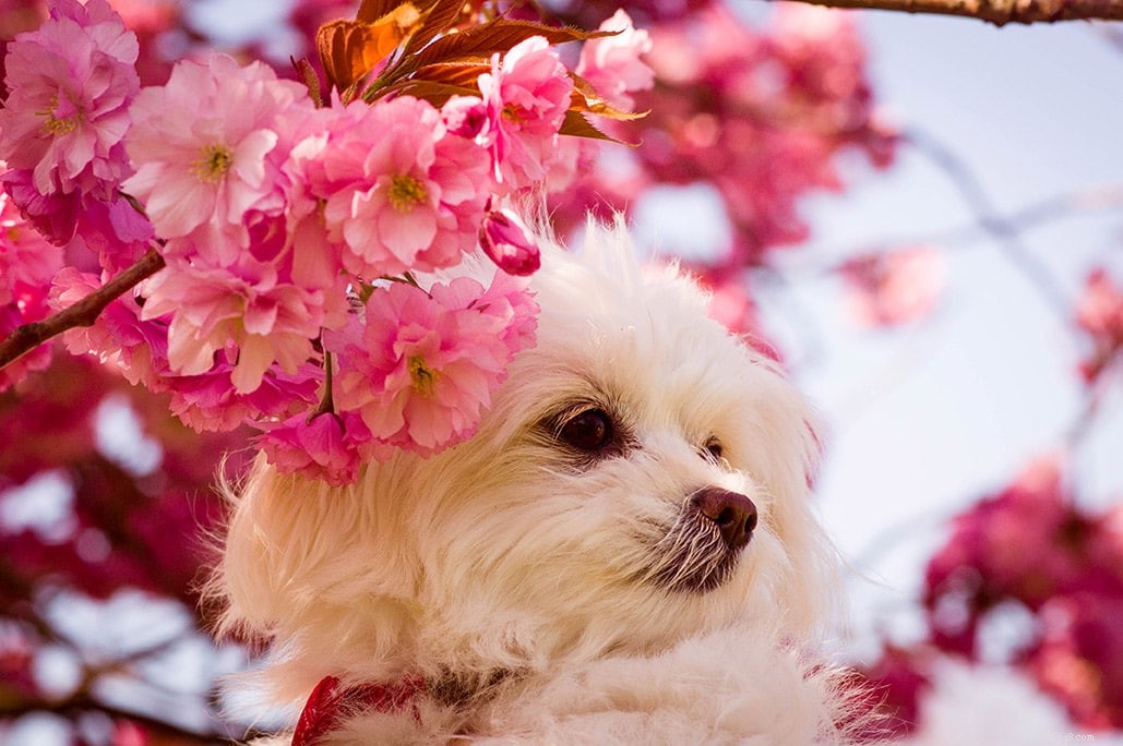 Discover 100+ Amazing Hybrid Dog Breeds – Perfect for Every Home (Illustrated)