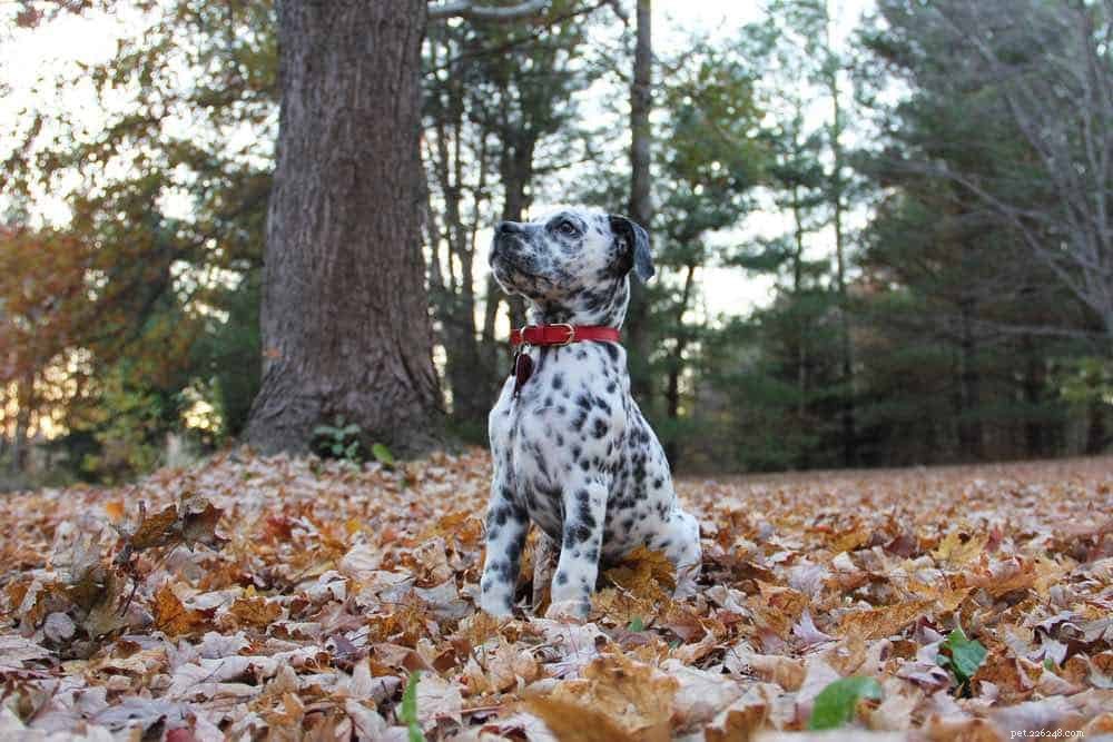 Discover 100+ Amazing Hybrid Dog Breeds – Perfect for Every Home (Illustrated)