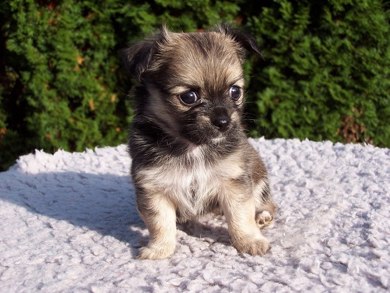 Discover 100+ Amazing Hybrid Dog Breeds – Perfect for Every Home (Illustrated)