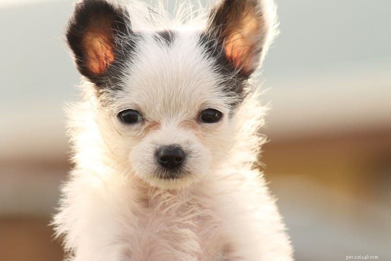 Discover 100+ Amazing Hybrid Dog Breeds – Perfect for Every Home (Illustrated)