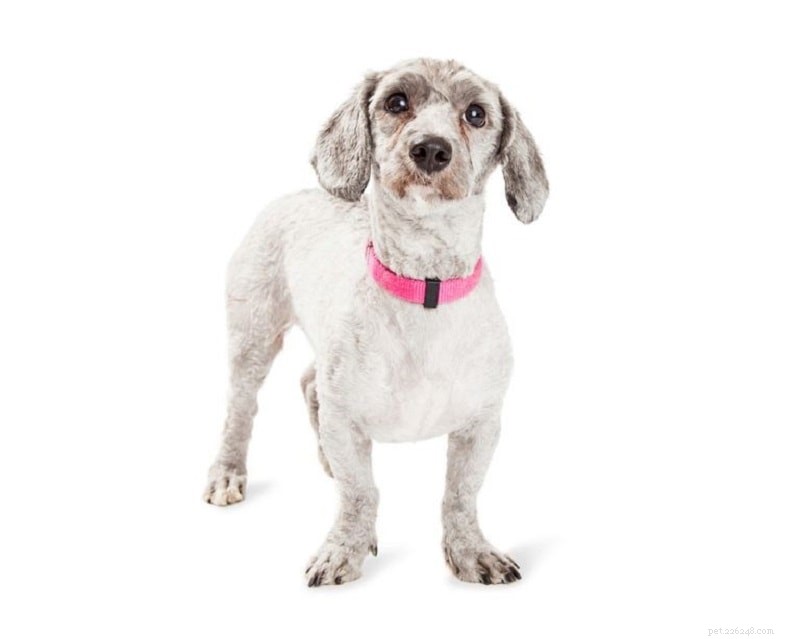 Discover 100+ Amazing Hybrid Dog Breeds – Perfect for Every Home (Illustrated)