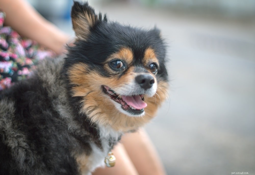 Discover 100+ Amazing Hybrid Dog Breeds – Perfect for Every Home (Illustrated)