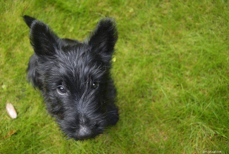 Discover 100+ Amazing Hybrid Dog Breeds – Perfect for Every Home (Illustrated)