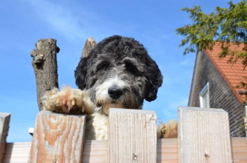 Discover 100+ Amazing Hybrid Dog Breeds – Perfect for Every Home (Illustrated)