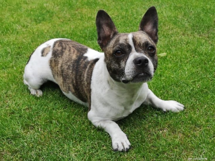 Discover 100+ Amazing Hybrid Dog Breeds – Perfect for Every Home (Illustrated)