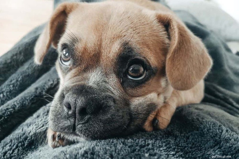 Discover 100+ Amazing Hybrid Dog Breeds – Perfect for Every Home (Illustrated)