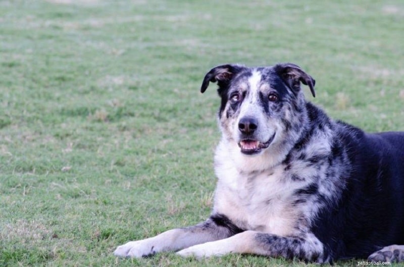 Discover 100+ Amazing Hybrid Dog Breeds – Perfect for Every Home (Illustrated)