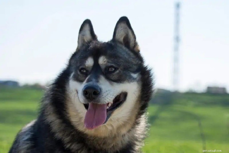Discover 100+ Amazing Hybrid Dog Breeds – Perfect for Every Home (Illustrated)