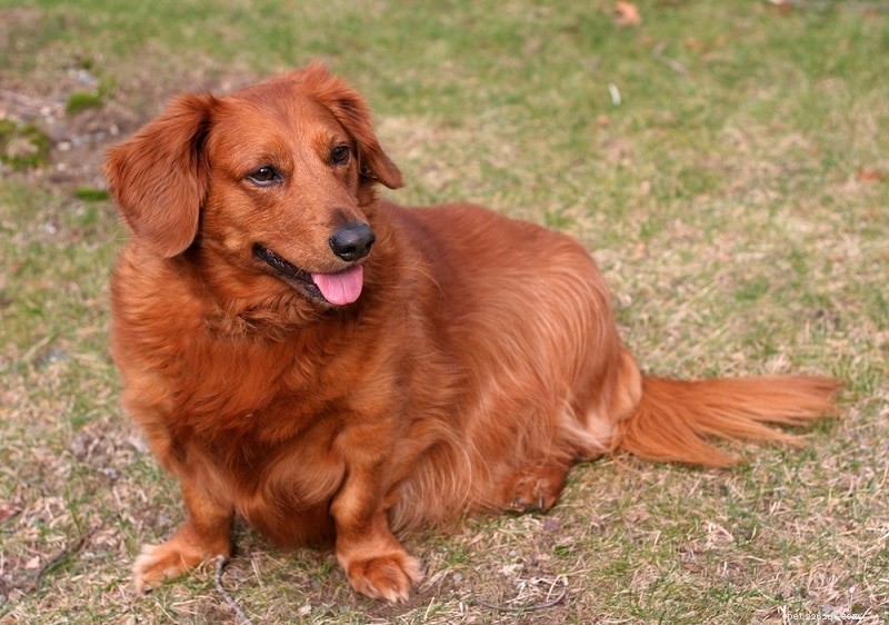 Discover 100+ Amazing Hybrid Dog Breeds – Perfect for Every Home (Illustrated)
