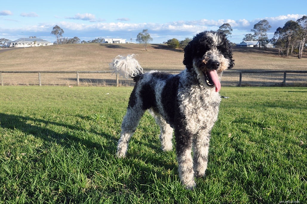 Discover 100+ Amazing Hybrid Dog Breeds – Perfect for Every Home (Illustrated)