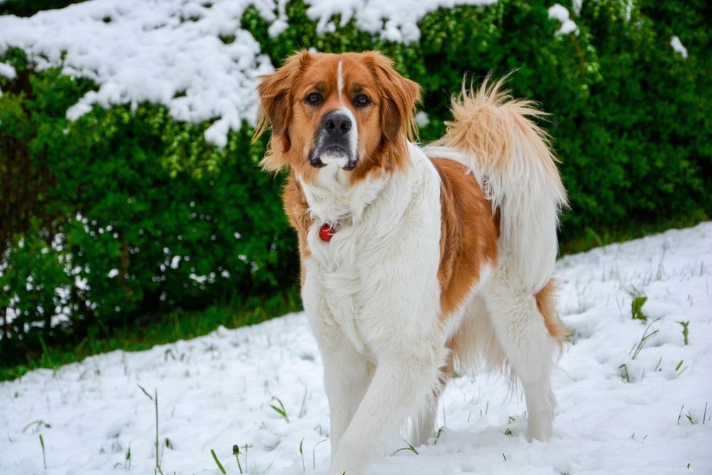 Discover 100+ Amazing Hybrid Dog Breeds – Perfect for Every Home (Illustrated)