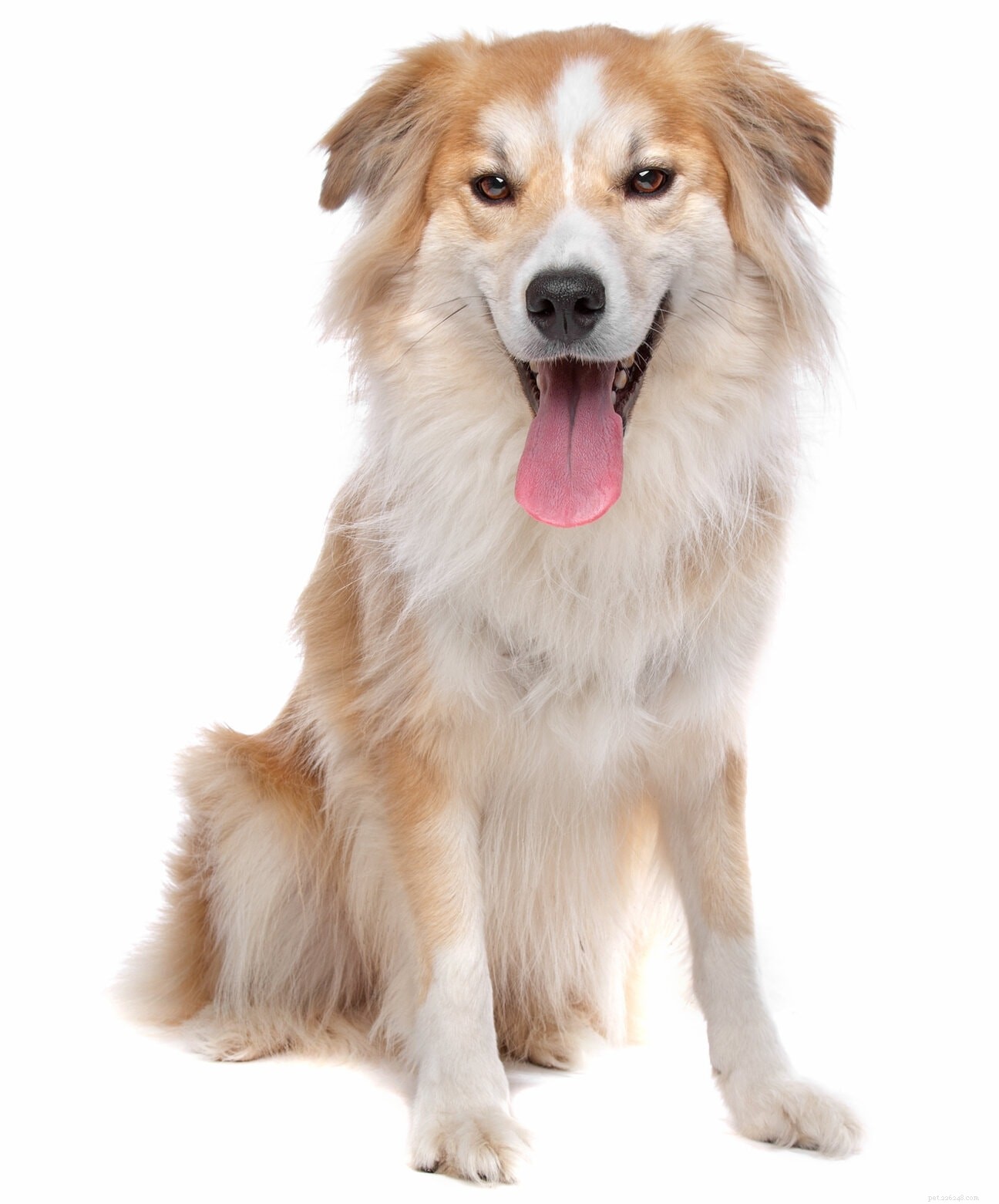 Discover 100+ Amazing Hybrid Dog Breeds – Perfect for Every Home (Illustrated)