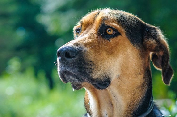 Discover 100+ Amazing Hybrid Dog Breeds – Perfect for Every Home (Illustrated)