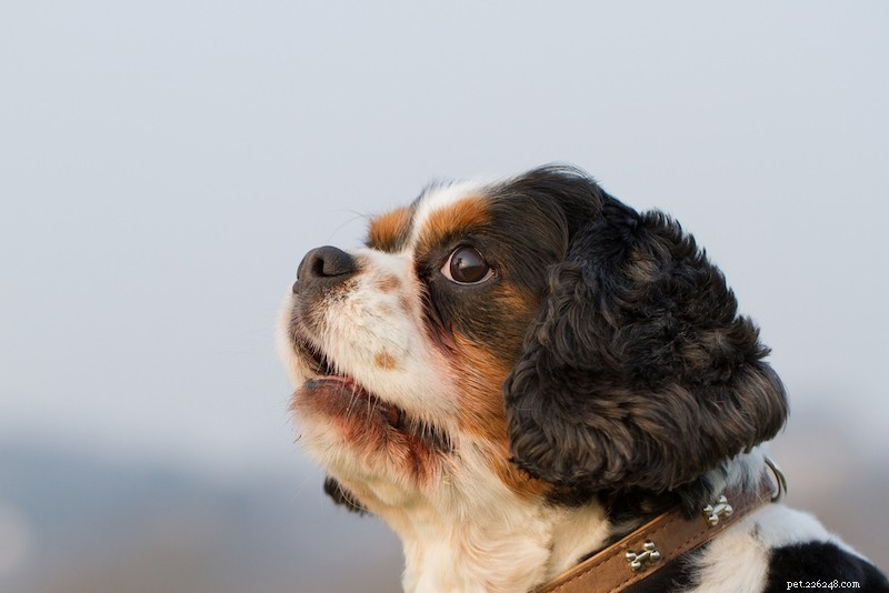 Discover 100+ Amazing Hybrid Dog Breeds – Perfect for Every Home (Illustrated)