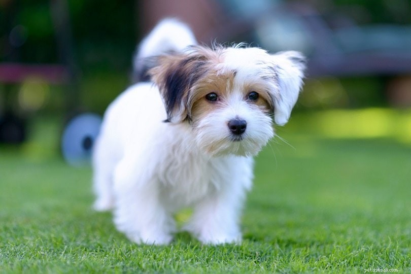 Discover 100+ Amazing Hybrid Dog Breeds – Perfect for Every Home (Illustrated)