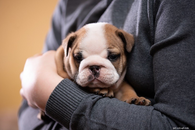 Discover 100+ Amazing Hybrid Dog Breeds – Perfect for Every Home (Illustrated)