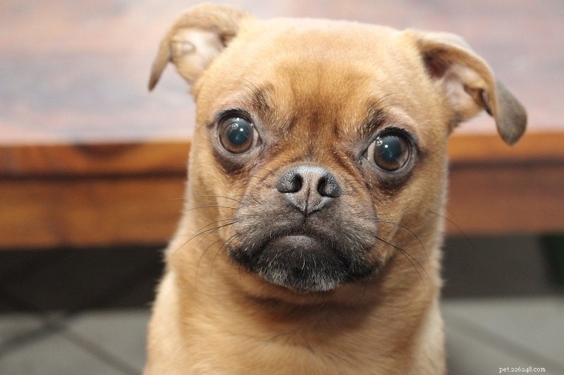 Discover 100+ Amazing Hybrid Dog Breeds – Perfect for Every Home (Illustrated)