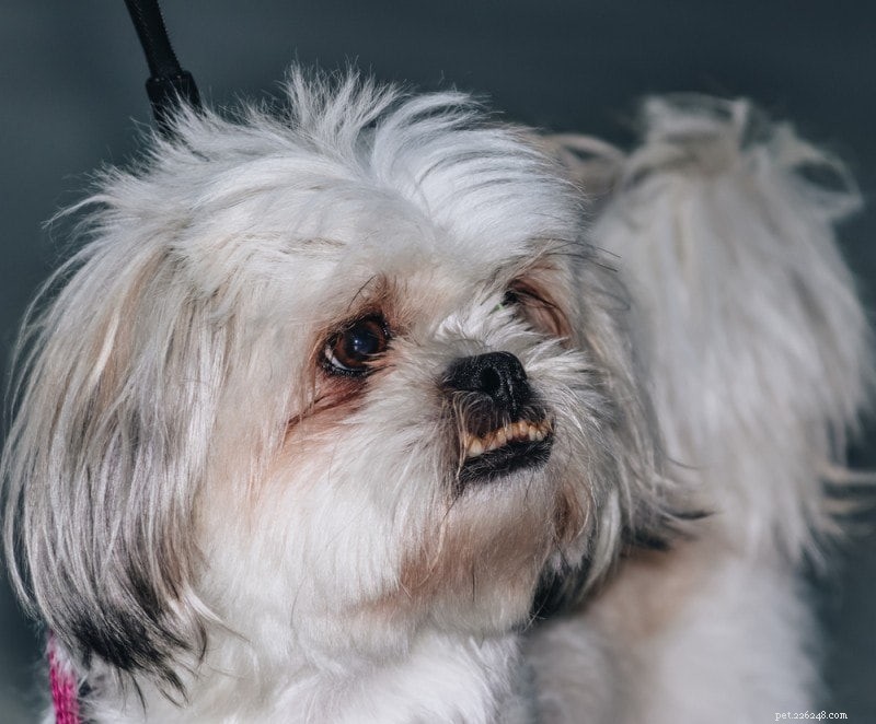 Discover 100+ Amazing Hybrid Dog Breeds – Perfect for Every Home (Illustrated)
