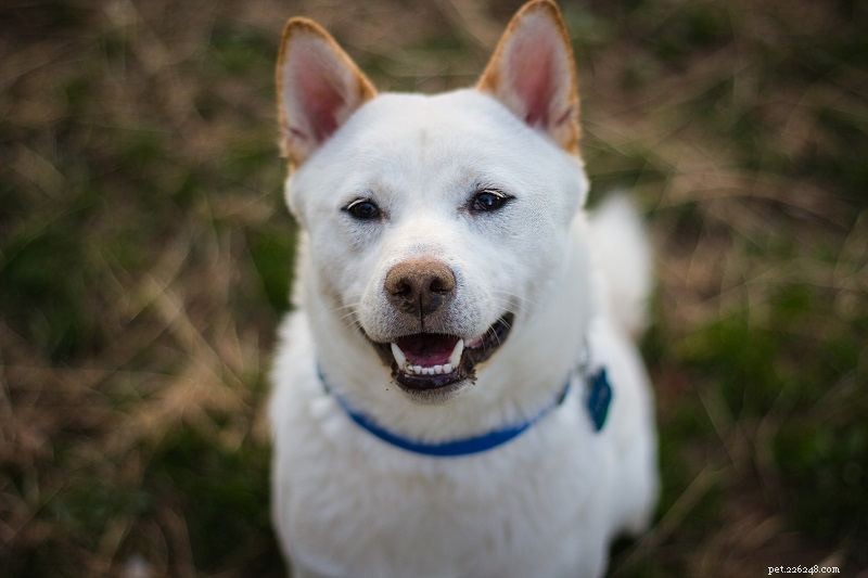 Discover 100+ Amazing Hybrid Dog Breeds – Perfect for Every Home (Illustrated)
