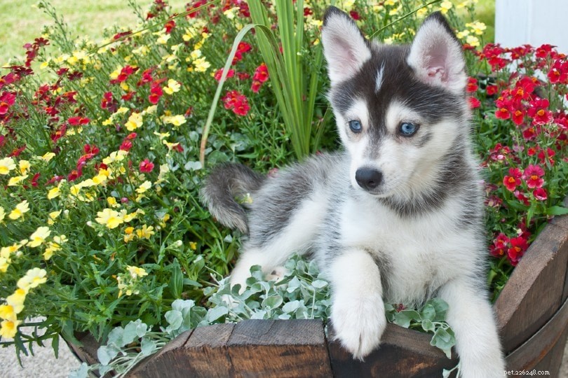 Discover 100+ Amazing Hybrid Dog Breeds – Perfect for Every Home (Illustrated)