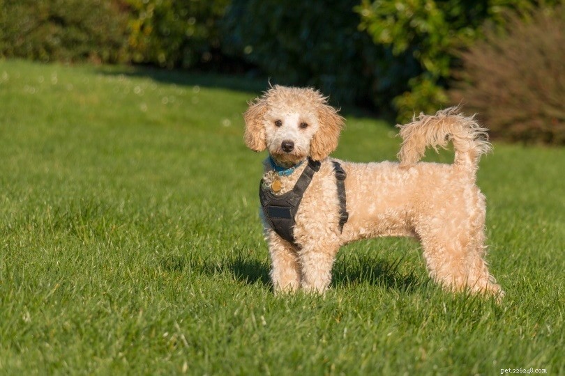 Discover 100+ Amazing Hybrid Dog Breeds – Perfect for Every Home (Illustrated)