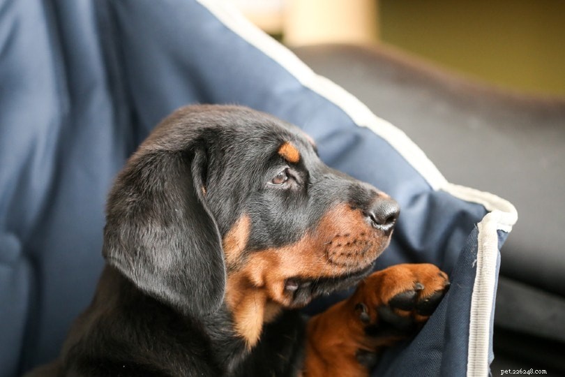 Discover 100+ Amazing Hybrid Dog Breeds – Perfect for Every Home (Illustrated)
