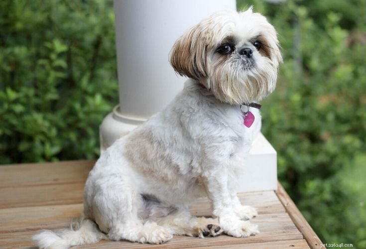 Discover 100+ Amazing Hybrid Dog Breeds – Perfect for Every Home (Illustrated)