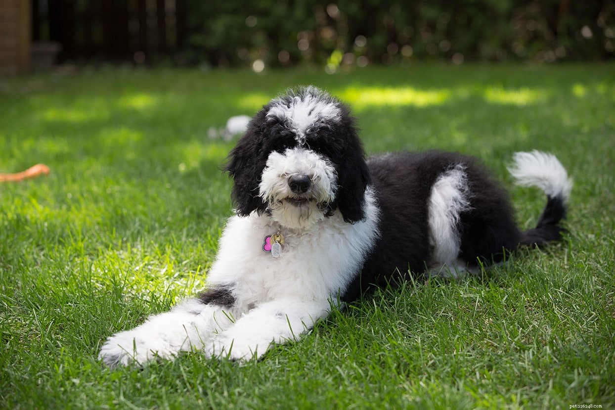 Discover 100+ Amazing Hybrid Dog Breeds – Perfect for Every Home (Illustrated)