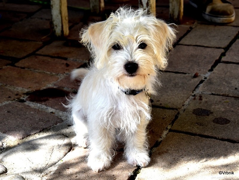 Discover 100+ Amazing Hybrid Dog Breeds – Perfect for Every Home (Illustrated)
