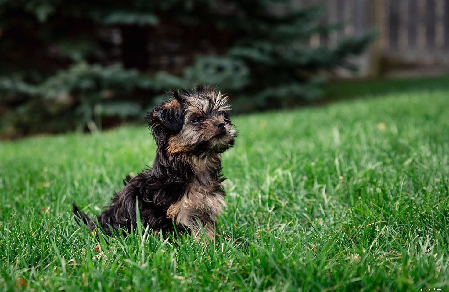 Discover 100+ Amazing Hybrid Dog Breeds – Perfect for Every Home (Illustrated)