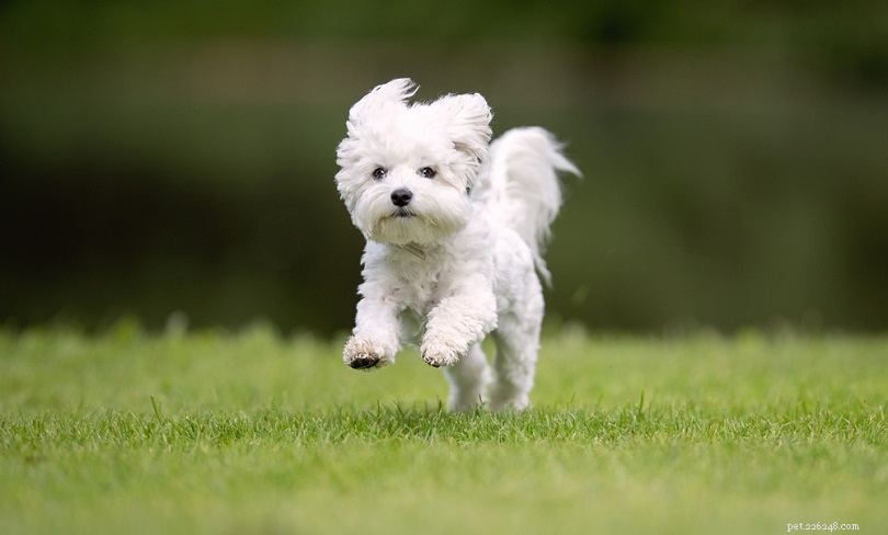 Discover 100+ Amazing Hybrid Dog Breeds – Perfect for Every Home (Illustrated)