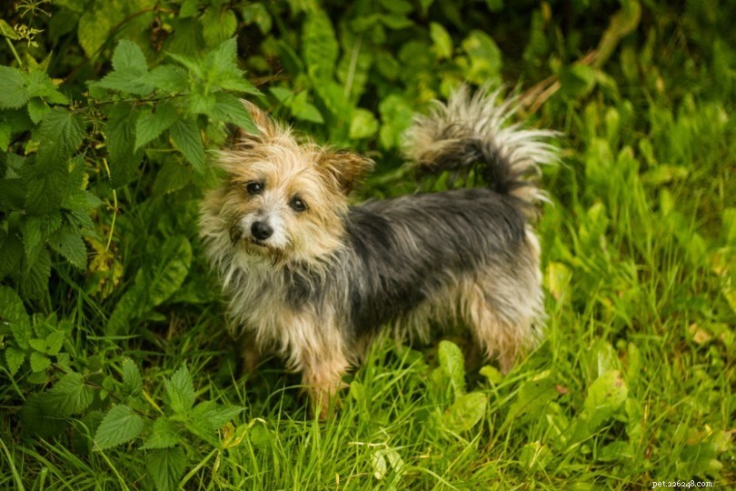 Discover 100+ Amazing Hybrid Dog Breeds – Perfect for Every Home (Illustrated)