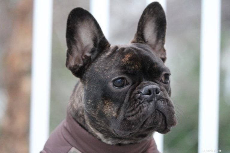 Top 15 Most Adorable Dog Breeds – Photos & Traits