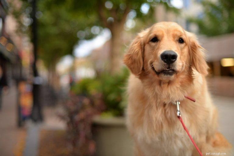 Top 15 Most Adorable Dog Breeds – Photos & Traits