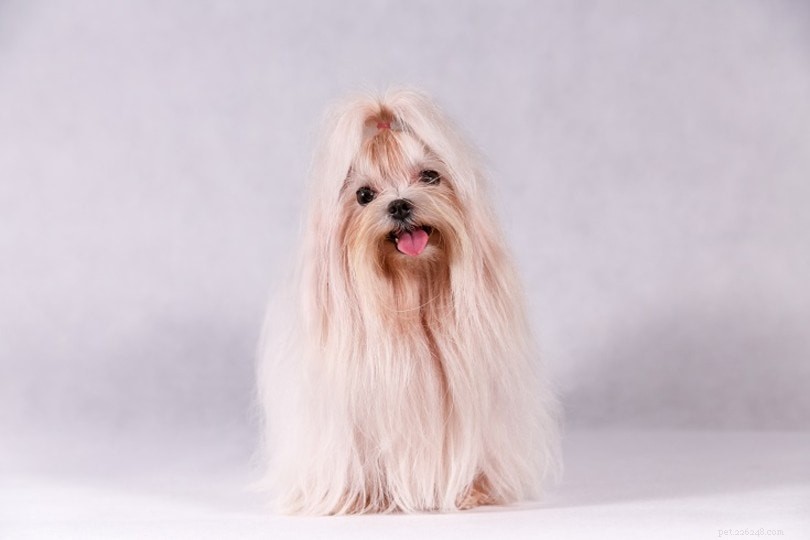 Top 15 Most Adorable Dog Breeds – Photos & Traits