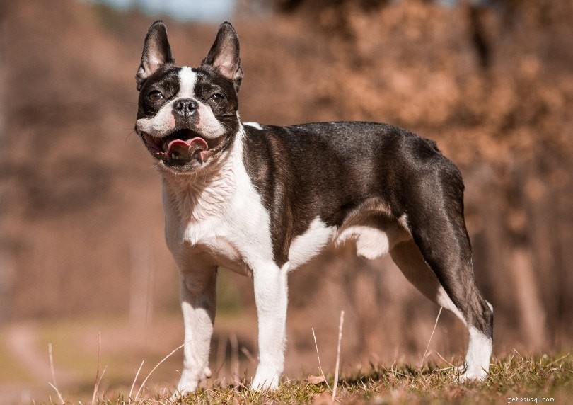 Top 15 Most Adorable Dog Breeds – Photos & Traits