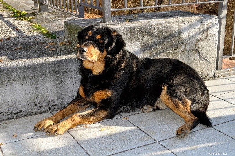Top 10 Dog Breeds Linked to Aggressive Incidents in 2022 – Data-Driven Insights