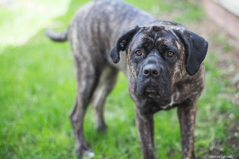 Top 10 Dog Breeds Linked to Aggressive Incidents in 2022 – Data-Driven Insights