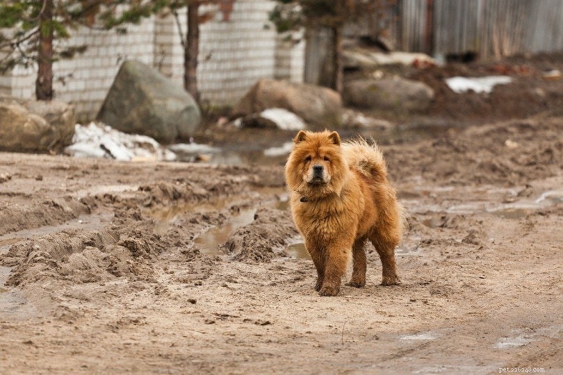 Top 10 Dog Breeds Linked to Aggressive Incidents in 2022 – Data-Driven Insights