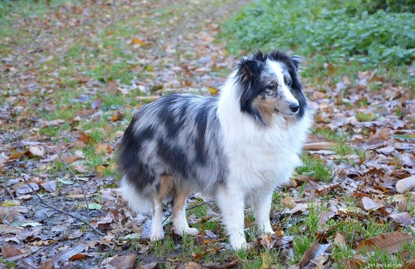 13 Dog Breeds Easiest to Train: Expert Tips & Insights