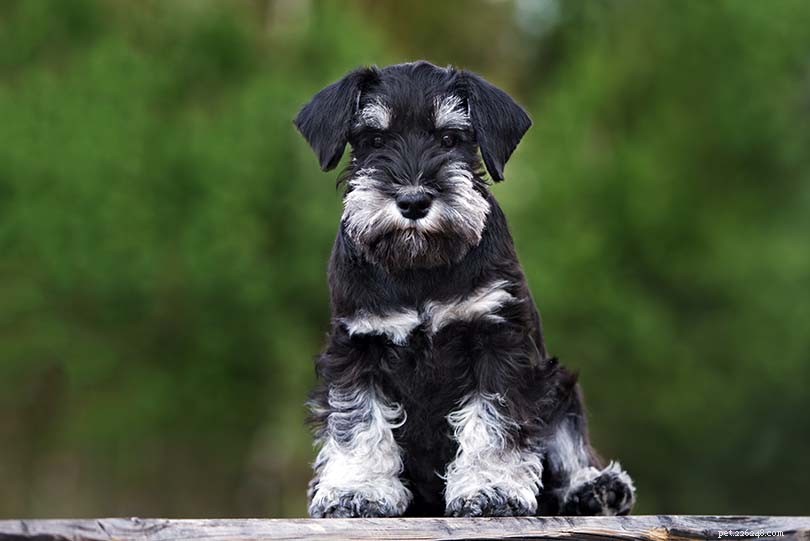 13 Dog Breeds Easiest to Train: Expert Tips & Insights