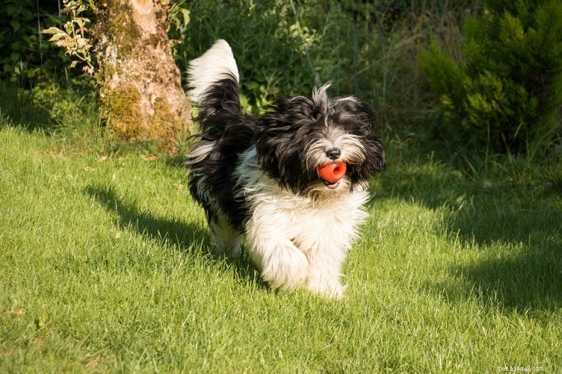 15 Fluffy Dog Breeds – Big, Small, and Everything in Between