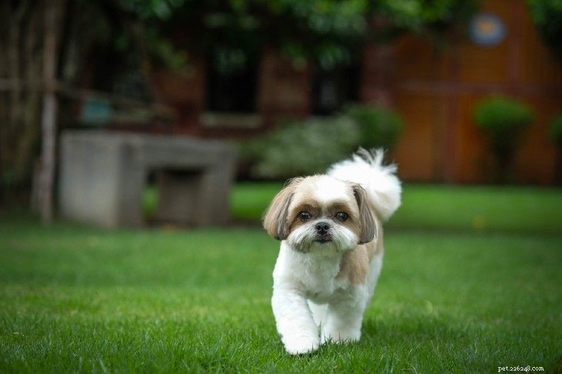 15 Fluffy Dog Breeds – Big, Small, and Everything in Between