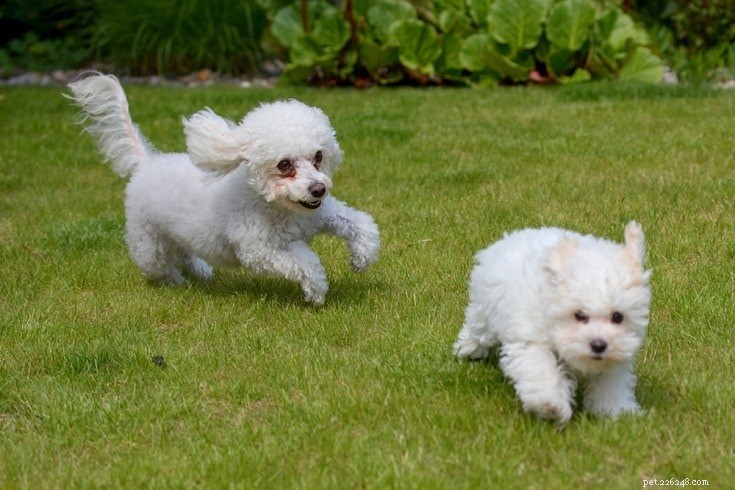 15 Fluffy Dog Breeds – Big, Small, and Everything in Between