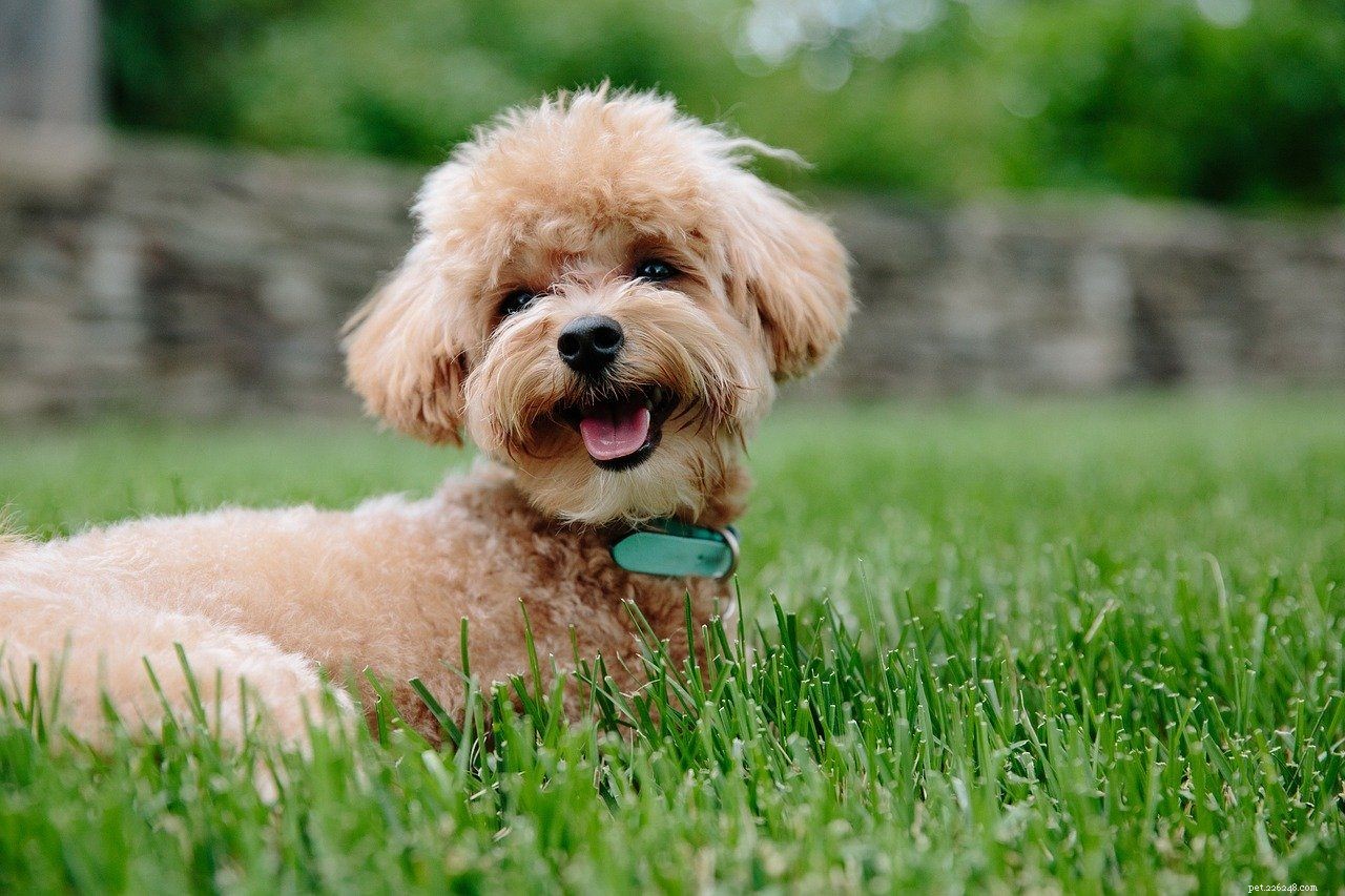 German Dog Breeds: A Visual Guide to 50 Popular Canines