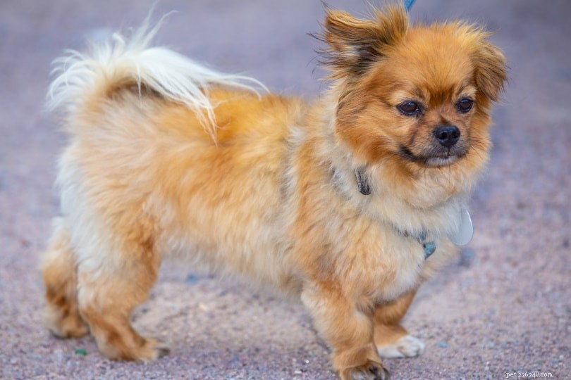 German Dog Breeds: A Visual Guide to 50 Popular Canines