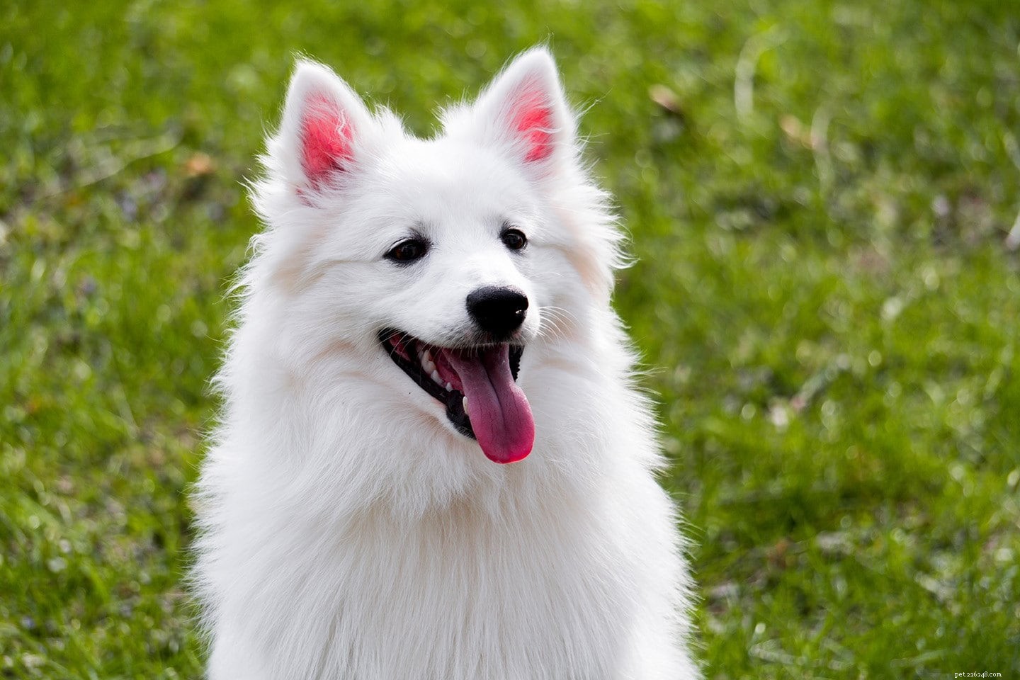 German Dog Breeds: A Visual Guide to 50 Popular Canines